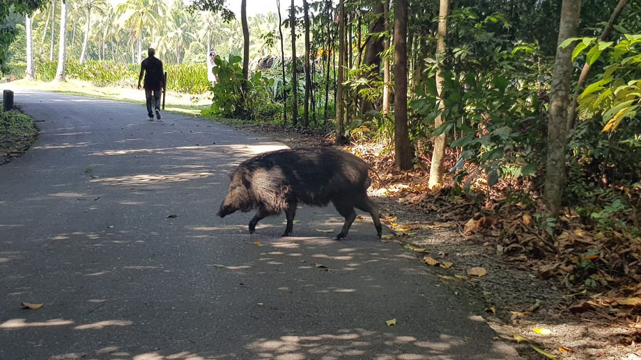 Pulau Ubin Site Analysis